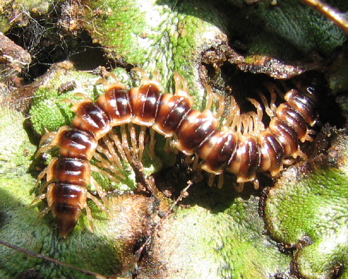 Polydesmidae del mio giardino